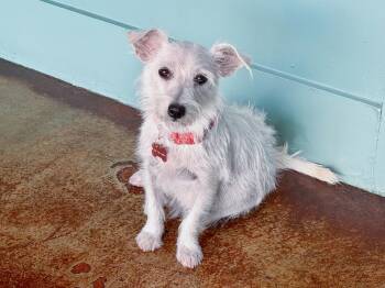 Dottie -  West Highland White Terrier Westie and Cairn Terrier Dog for Adoption in San Antonio, Texas - Dottie | PetCurious