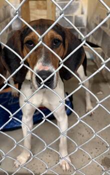 Treeing Walker Coonhound Dogs Available for Adoption - Juno Winter | PetCurious