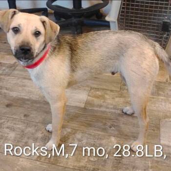 Rocks -  Shepherd and Mixed Breed Dog for Adoption in Hackett, Arkansas - Rocks | PetCurious