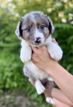 Dragonfly -  Australian Shepherd Dog for Adoption in Iron Ridge, Wisconsin - Dragonfly | PetCurious
