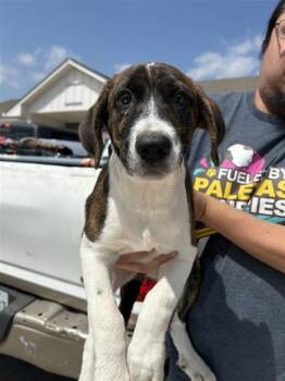 LADY -  German Shorthaired Pointer Dog for Adoption in San Antonio, Texas - LADY | PetCurious
