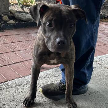 Pit Bull Terrier Dogs Available for Adoption in Batavia, Ohio - Turtle | PetCurious