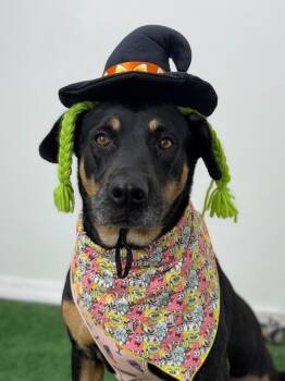 Rottweiler and Labrador Retriever Dogs Available for Adoption - Arasha | PetCurious