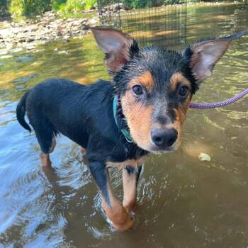 Zinc -  Mixed Breed Dog for Adoption in Huntsville, Arkansas - Zinc | PetCurious