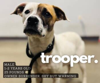 Rescue Mixed Breed Dogs for Adoption in Ashland, Kentucky - Trooper | PetCurious