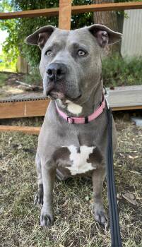 Rescue American Staffordshire Terrier Dogs for Adoption in Portland, Oregon - Cutie | PetCurious