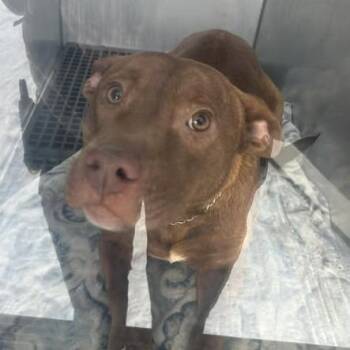 Charlie -  Pit Bull Terrier and Mixed Breed Dog for Adoption in Bristol, Indiana - Charlie | PetCurious
