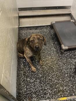 Mixed Breed Dogs Available for Adoption in Jackson, Tennessee - Arlo | PetCurious