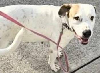 A658190 -  Boxer and Labrador Retriever Dog for Adoption in Houston, Texas - A658190 | PetCurious