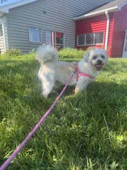 Rozi -  Maltese and Mixed Breed Dog for Adoption in Columbus, Indiana - Rozi | PetCurious
