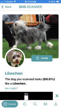 Neil -  Havanese and Lhasa Apso Dog for Adoption in New Bedford, Massachusetts - Neil | PetCurious