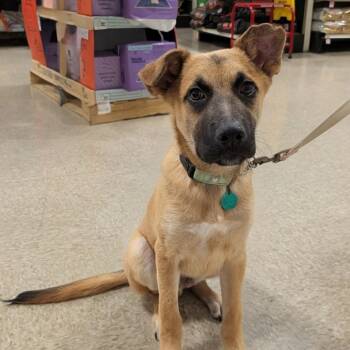 Rescue Mixed Breed Dogs for Adoption in Buffalo, Minnesota - Newt | PetCurious