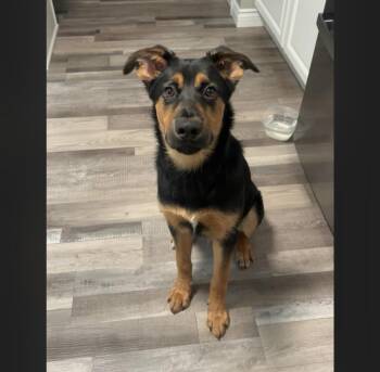 German Shepherd Dog and Rottweiler Dogs Available for Adoption - Finn | PetCurious