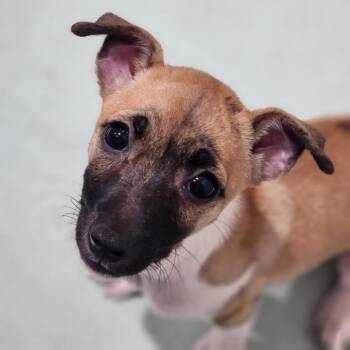 Snickers -  Jack Russell Terrier and Chihuahua Dog for Adoption in Walnutport, Pennsylvania - Snickers | PetCurious