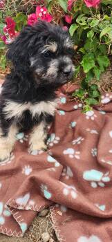 Saffron -  Goldendoodle and Shih Poo Dog for Adoption in Torrance, California - Saffron | PetCurious