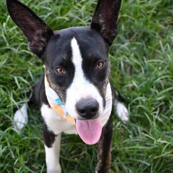 Sapphire -  Husky and German Shepherd Dog Dog for Adoption in Beaumont, Texas - Sapphire | PetCurious