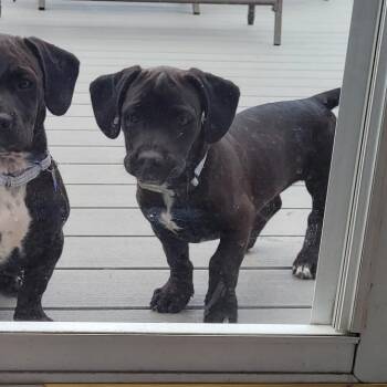 Bongo -  Black Labrador Retriever and Terrier Dog for Adoption in Potomac, Maryland - Bongo | PetCurious