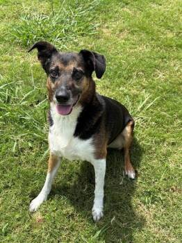 German Shepherd Dog and Mixed Breed Dogs Available for Adoption in Forney, Texas - LOLA | PetCurious