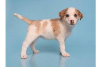 Date E-Harmony -  Australian Shepherd and Great Dane Dog for Adoption in Palo Alto, California - Date E-Harmony | PetCurious