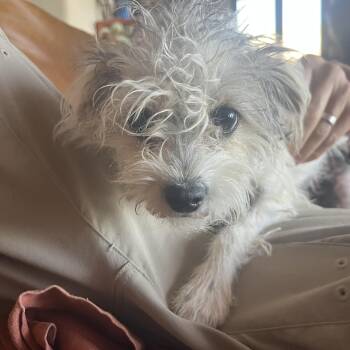 Rescue Mixed Breed Dogs for Adoption in Marfa, Texas - Wendy | PetCurious