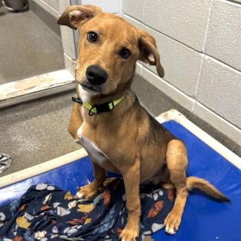 ATLAS -  Labrador Retriever and Mixed Breed Dog for Adoption - ATLAS | PetCurious