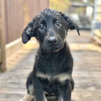 Terrapin -  German Shepherd Dog and Black Labrador Retriever Dog for Adoption in Richmond, Virginia - Terrapin | PetCurious