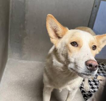 German Shepherd Dog and Mixed Breed Dogs Available for Adoption in San Bernardino, California - DANA | PetCurious