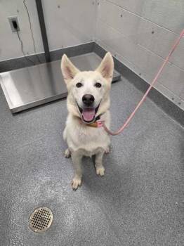Rescue White German Shepherd Dogs for Adoption in Sevierville, Tennessee - Seven | PetCurious