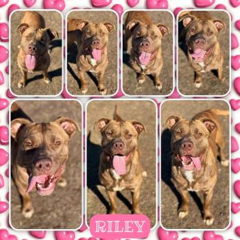 Riley -  Pit Bull Terrier and Mixed Breed Dog for Adoption in Fort Smith, Arkansas - Riley | PetCurious
