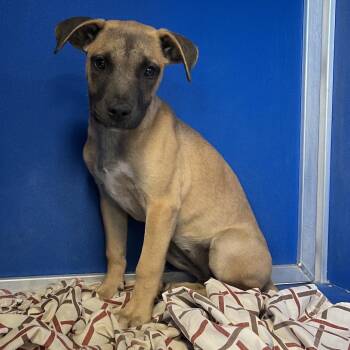 112396 -  Mixed Breed Dog for Adoption in Las Cruces, New Mexico - 112396 | PetCurious