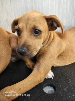 2 PUPPY -  Terrier Dog for Adoption in San Antonio, Texas - 2 PUPPY | PetCurious