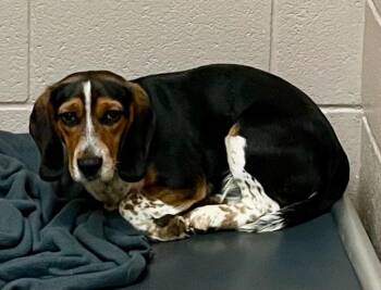 Beagle Dogs Available for Adoption in Burnsville, North Carolina - Harmonica | PetCurious