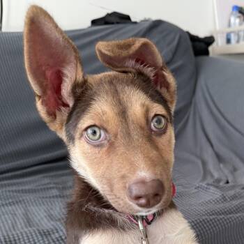 Lyra -  Shepherd Dog for Adoption in Oakville, Ontario - Lyra | PetCurious