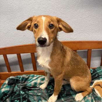 Kirby -  Corgi Dog for Adoption in Oklahoma City, Oklahoma - Kirby | PetCurious