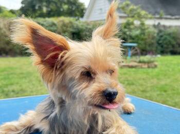 Rescue Yorkshire Terrier Dogs for Adoption in Baldwin, New York - Baby | PetCurious