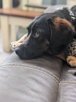 Rescue Beagle Dogs for Adoption in Dowelltown, Tennessee - Jerry Garcia | PetCurious
