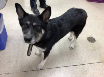 Rescue Siberian Husky and German Shepherd Dog Dogs for Adoption in Riverside, California - PEA | PetCurious