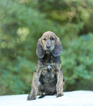Bessie -  Plott Hound and Basset Hound Dog for Adoption in Lucedale, Mississippi - Bessie | PetCurious