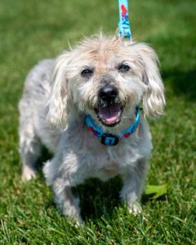 Revelie -  Havanese Dog for Adoption in Pequot Lakes, Minnesota - Revelie | PetCurious