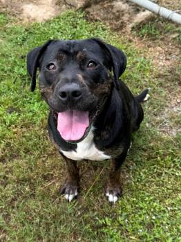 Rescue Rottweiler Dogs for Adoption - Kiara | PetCurious