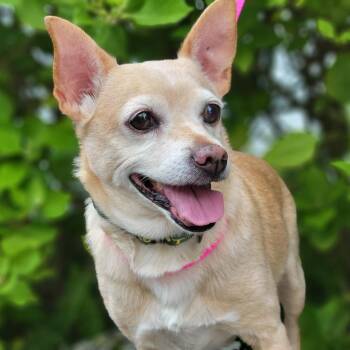 Odie -  Mixed Breed Dog for Adoption in Sarasota, Florida - Odie | PetCurious