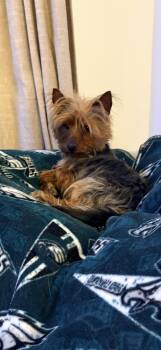 Yorkshire Terrier Dogs Available for Adoption - Bea | PetCurious