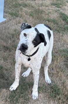 Sporty -  Pointer Dog for Adoption in Boston, Massachusetts - Sporty | PetCurious