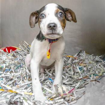 SAM EAGLE -  Pit Bull Terrier and Mixed Breed Dog for Adoption in St. Louis, Missouri - SAM EAGLE | PetCurious