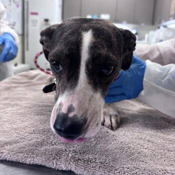 Corn Flakes -  Mixed Breed Dog for Adoption in Asheville, North Carolina - Corn Flakes | PetCurious