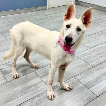 Becky -  German Shepherd Dog Dog for Adoption in Lufkin, Texas - Becky | PetCurious