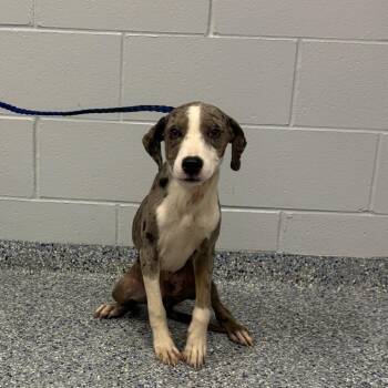 Birdie -  Mixed Breed Dog for Adoption in Greenville, South Carolina - Birdie | PetCurious