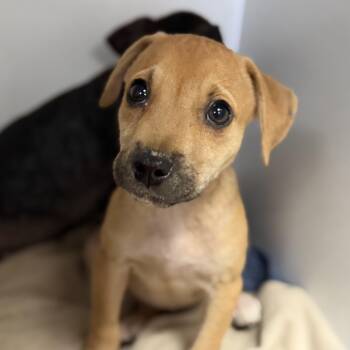 Honeywell -  Mixed Breed Dog for Adoption in Columbia, South Carolina - Honeywell | PetCurious