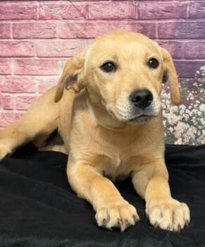 Labrador Retriever Dogs Available for Adoption in Sedalia, Colorado - Willow | PetCurious