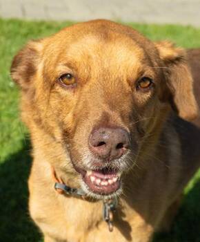 Rex -  Shepherd Dog for Adoption in Encinitas, California - Rex | PetCurious